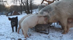 Kauza dotácií na šesť prasiat v rodinnej firme štátneho tajomníka: Na jedno išlo až 4 500 eur