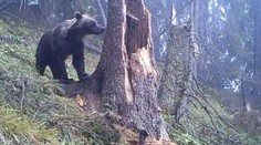 Prievidza sa mení na divočinu: Po diviakoch trápia obyvateľov medvede, sú tu premnožené