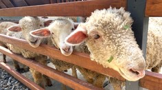 Slovenská jahňacina sa u nás predáva viac. Minister sľubuje vyššie dotácie pre chovateľov