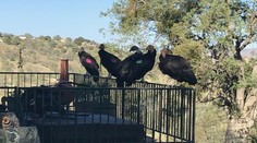 Rodinný dom obsadil kŕdeľ kondorov. To, čo s ním spravili, privádza majiteľku do šialenstva