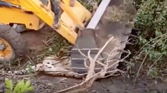 Nepochopiteľná krutosť. Za trest mali tigra privaliť bagrom