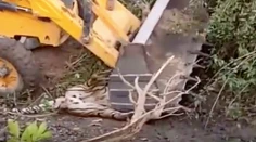 Nepochopiteľná krutosť. Za trest mali tigra privaliť bagrom