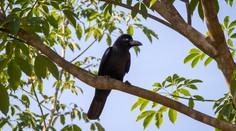 Test odhalil zaujímavý fakt: Vrana dôvtipná je taká šikovná ako malé dieťa