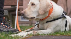 Vodiace psy pomáhajú nevidiacim každý deň. Inštruktorka vysvetlila, ako zvieratá vychovávajú