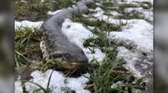 Ste na prechádzke pri Stupave a zrazu stúpite na anakondu. To sa skutočne stalo