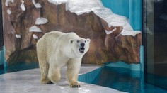 Pre peniaze všetko. Kontroverzný čínsky hotel láka hostí na polárnych medveďov