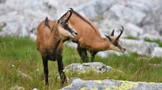 V Tatrách napočítali rekordný počet kamzíkov. Objavili sa aj tam, kde v minulosti neboli