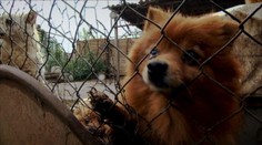 Miesto teplého domova, továrne na šteniatka. V kšeftoch so zvieratami je Slovensko „špičkou“