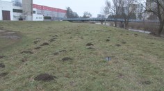 Krtkovia vo Svidníku zmenili zásadným spôsobom správanie. Môžu za to teplé zimy