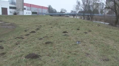 Krtkovia vo Svidníku zmenili zásadným spôsobom správanie. Môžu za to teplé zimy