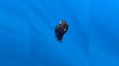 Vzácne zábery jedinečnej ryby. Biológ si myslel, že ide o umelú inteligenciu