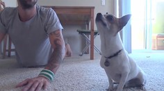 Čivava cvičí jogu. A robí to dokonale