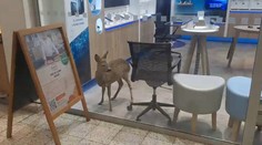 FOTO+VIDEO: Nečakaný návštevník medzi regálmi. Zákazníci v obchodnom dome neverili vlastným očiam