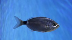 Keď zacítia mäso, útočia. Dovolenkárov v Stredomorí trápia agresívne ryby, ktoré idú po krvi