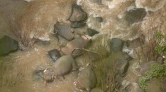 Fotografia zarmútila svet: Šesť slonov zahynulo v snahe zachrániť sloníča z vodopádu