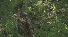 Dokonalé maskáče: Lovca v nich v lese len ťažko spoznáte