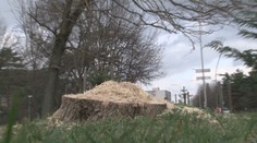 Z miest miznú desiatky stromov, aj keď sú zdravé. Ide o invázne druhy a zákon káže zbaviť sa ich