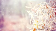 Varovanie pre záhradkárov: V noci na pondelok platí výstraha pred prízemným mrazom