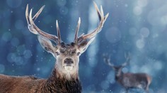 Kuriózny koniec lovu. Jeleň zobral českému poľovníkovi guľovnicu a utiekol