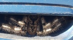 Dômyselne ukrytý pavúk vydesil ženu. So zážitkom sa podelila na sociálnej sieti