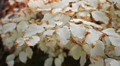 Ako auto bez motora. Unikátny strom v Česku, ktorý na prvý pohľad popiera zákony prírody, fascinuje vedcov