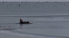 Policajt zachránil podchladené a vysílené šteniatko v poslednej chvíli