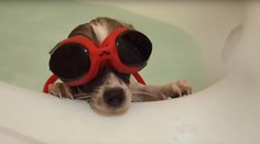 Internet sa búri: Mladá Češka vo videu takmer utopila psa