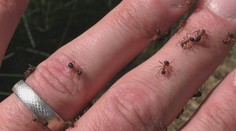 Horehronie ukrýva nezvyčajný prírodný poklad, ktorý vraj nikde inde na svete nenájdete