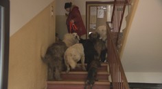 Žena v malom byte zhromaždila 30 psov a mačiek. Susedia hovoria o nočnej more