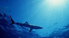 VIDEO: Obrovský žralok len kúsok od Korfu. Takého som ešte nikdy nevidel, prezradil rybár