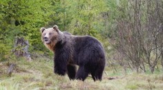Otrasný prípad: V najvyššom stupni ochrany našli rozhádzané vnútornosti medveďa