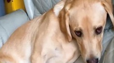 Pes zožral na prechádzke marihuanu. Pozrite sa, čo to s ním urobilo