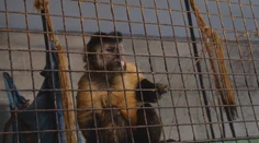 Podobné zariadenie by ste inde na Slovensku hľadali márne. Na sídlisku majú vlastnú zoo