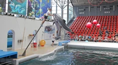 Delfinárium čelí kritike za smrť delfínieho mlaďaťa, ktoré zahynulo priamo počas predstavenia