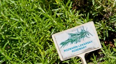 Zdravotné výhody rozmarínu: Stredomorská bylina totiž ponúka viac, než by ste čakali