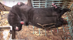 Ochrancovia jasajú, éra kožušinových fariem v Nórsku sa končí. Štát ich úplne zakáže