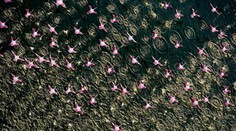 Na Dunaji po desaťročiach opäť spozorovali plameniaky