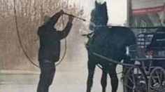 Video, ktoré pobúrilo celé Poľsko. Muži sa snažili umyť koňa v autoumyvárni