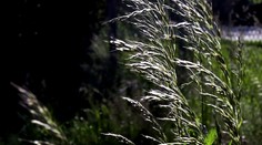 Alergici, pozor. Peľ brezy je stále veľmi silný a prichádza ďalší problém