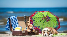 Ešte pár dní si oddýchneme. Potom sa vrátia pekelné horúčavy