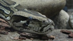 Objavila sa nádej na novú liečbu obezity. Pomôcť má molekula z krvi pytóna