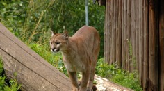 Na bežca v lese zaútočila puma. Zabil ju holými rukami