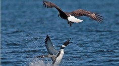 Orol našiel nečakaného premožiteľa. Smrtiacu ranu mu zasadila jeho zvyčajná korisť