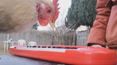 Ťava, ktorá aportuje či sliepka hrajúca na hudobnom nástroji. Štefan dokáže vycvičiť rôzne druhy zvierat