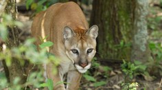 V lese videli mačkovitú šelmu. Obec varuje obyvateľov, aby sa k nej nepribližovali a nahlásili každé spozorovanie
