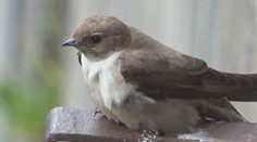 Ornitológovia spozorneli. V Malej Fatre sa objavil nový vtáčí druh