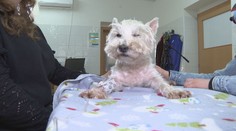 Veterinárne ambulancie zažívajú nápor. Môže za to kliešť, ktorý sa objavuje v čoraz severnejších oblastiach