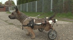 Shaggy pre poškodenú miechu ochrnul, napriek hendikepu chytil druhý dych