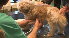 Šialenec v Bratislave opäť úraduje. Nenávisť voči psom sa stupňuje