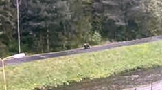 Medveď na cyklistickom chodníku. Svit varuje obyvateľov, prijali opatrenia